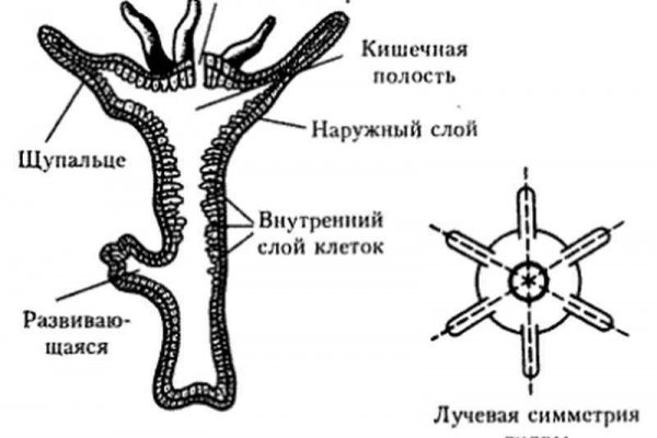 Кракен торговая площадка даркнет