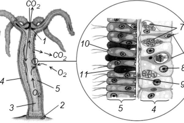 Kraken 1 2